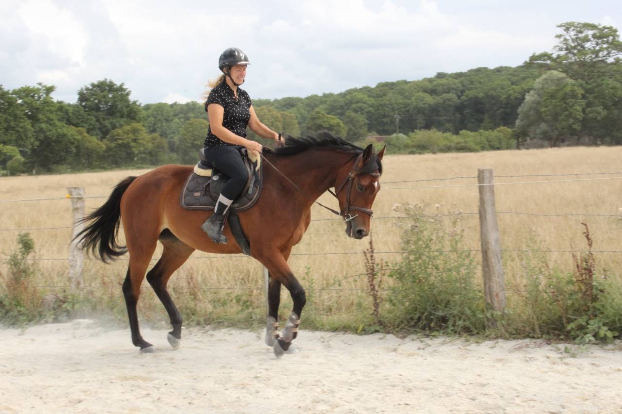 Jument 4 ans sf pour amateur, gentille et facile