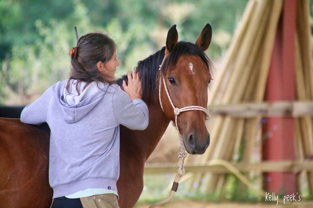 Jeune jument pour loisirs