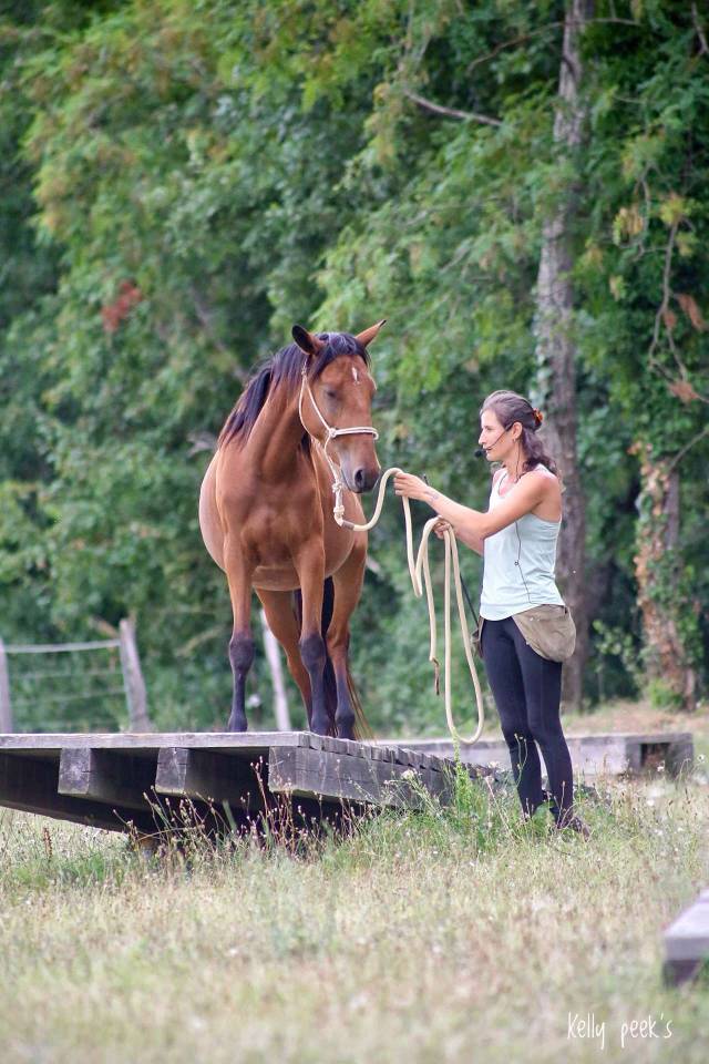 Jeune jument pour loisirs