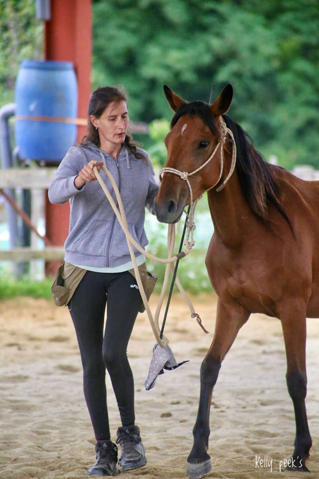 Jeune jument pour loisirs