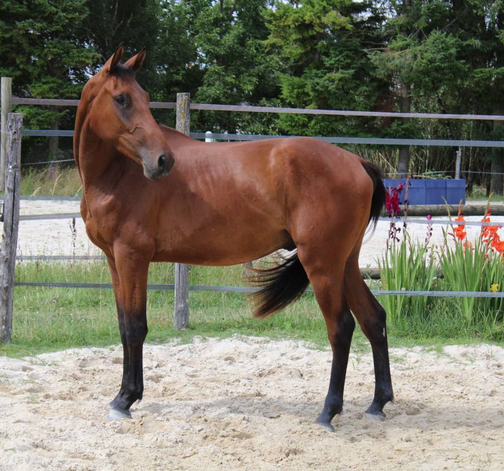 Top cheval selle français 3ans cso cce hunter