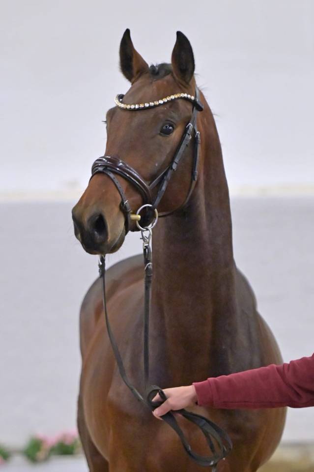 Magnifique Hongre de 4 ans 