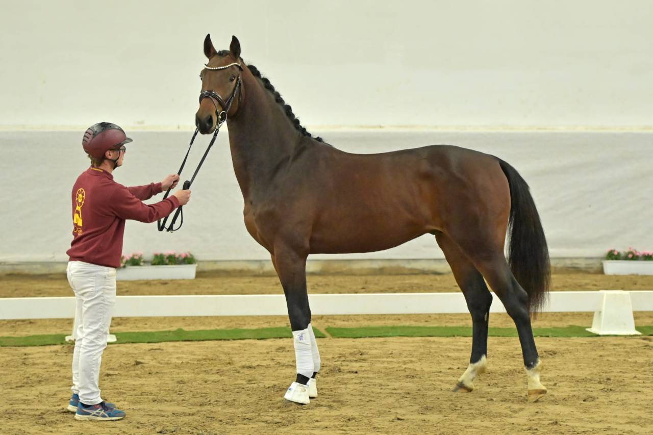 Magnifique Hongre de 4 ans 