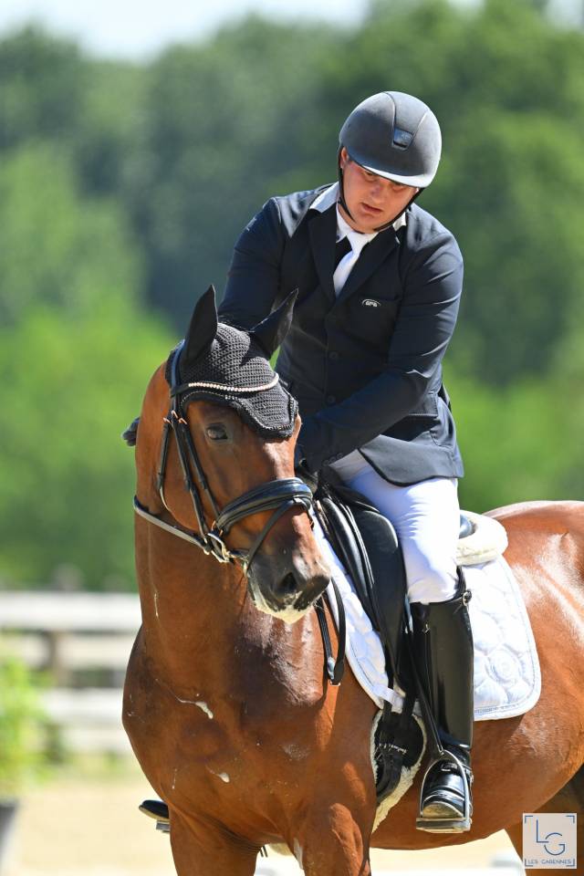 Magnifique Hongre de 4 ans 