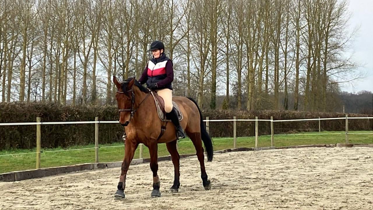 demi-pension sur cheval de sport 