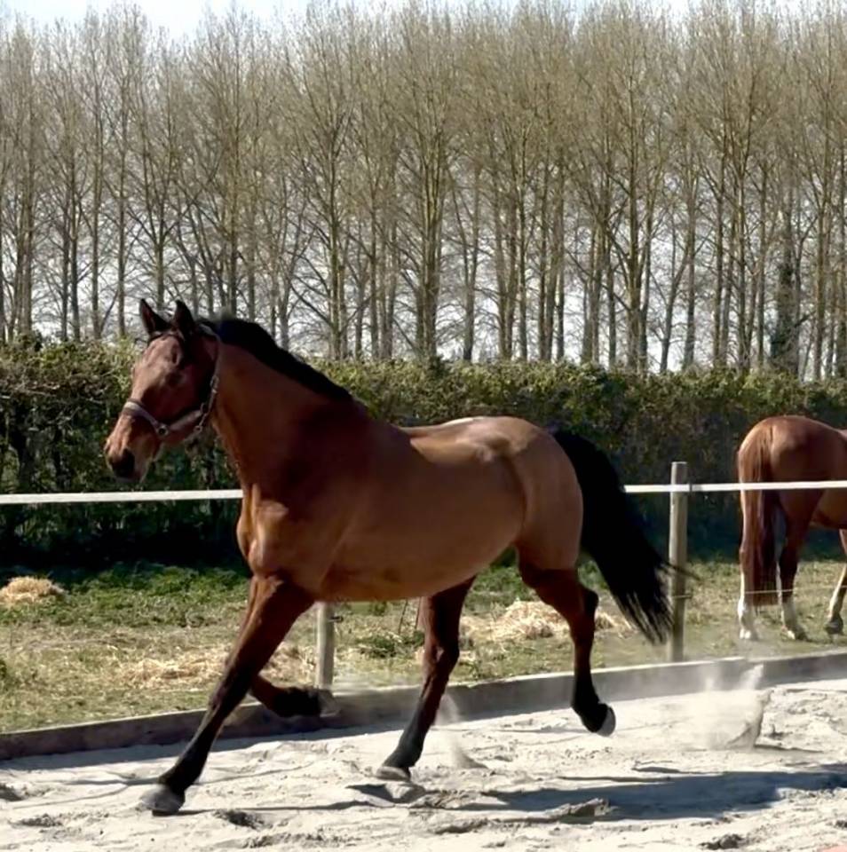 demi-pension sur cheval de sport 