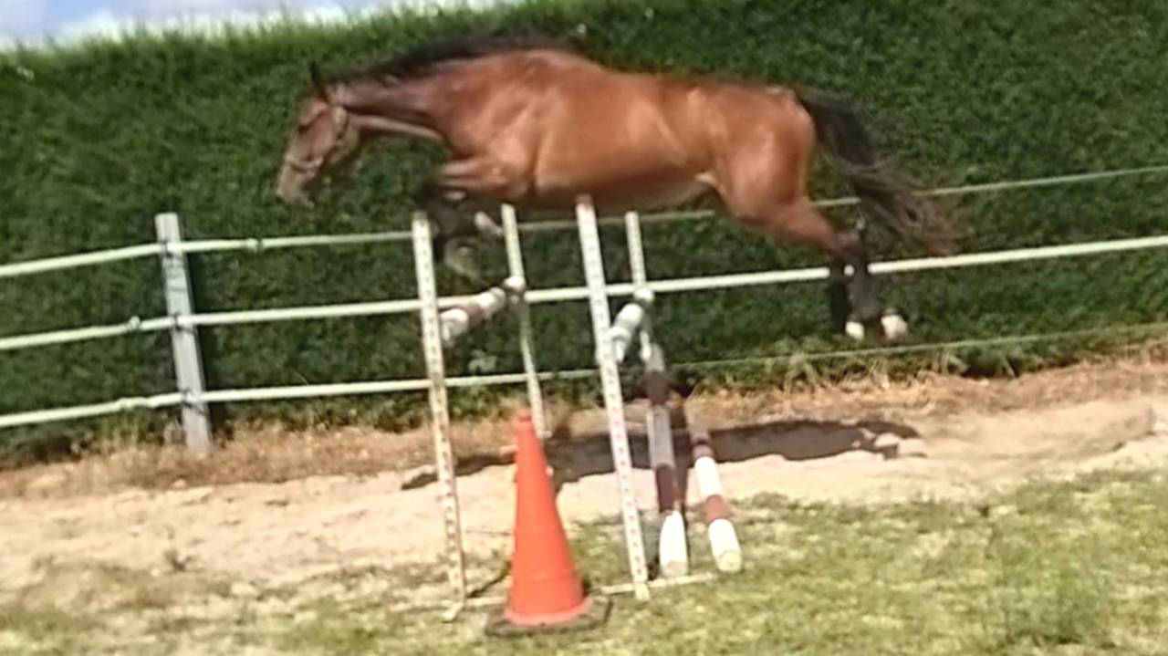 Vente cheval 2 ans z