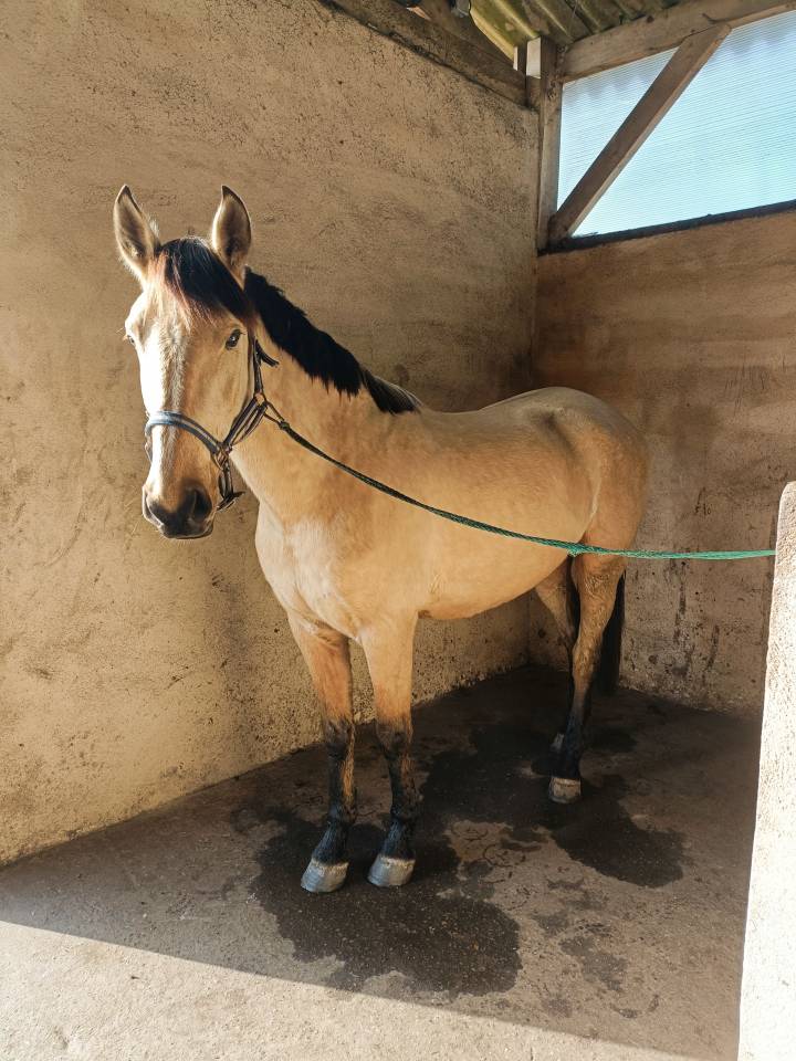 Propose Demi-Pension – Cheval, OC (espagnol/crème)