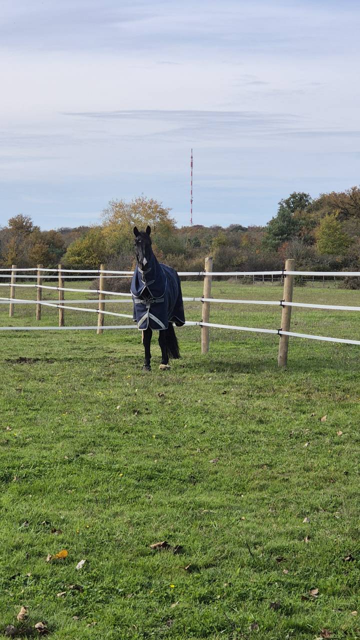 Deghaye Dressage Pension, cours, valorisation,...