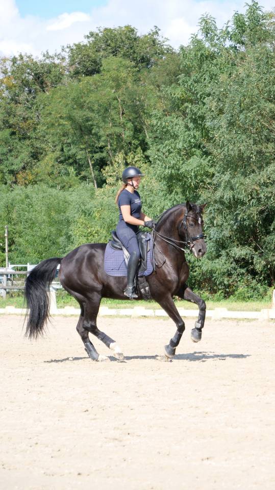 Deghaye Dressage Pension, cours, valorisation,...