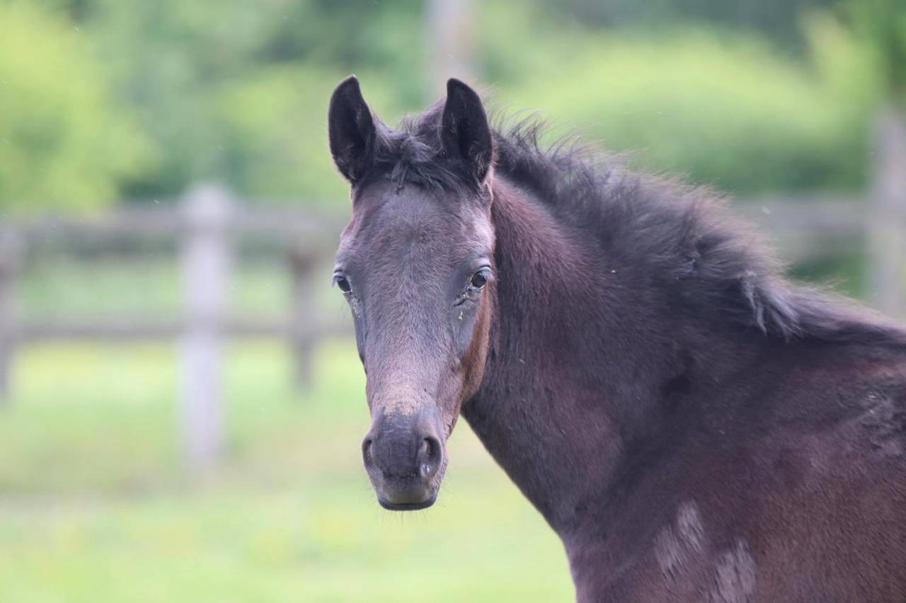 Poulain de 2025 origines dressage 