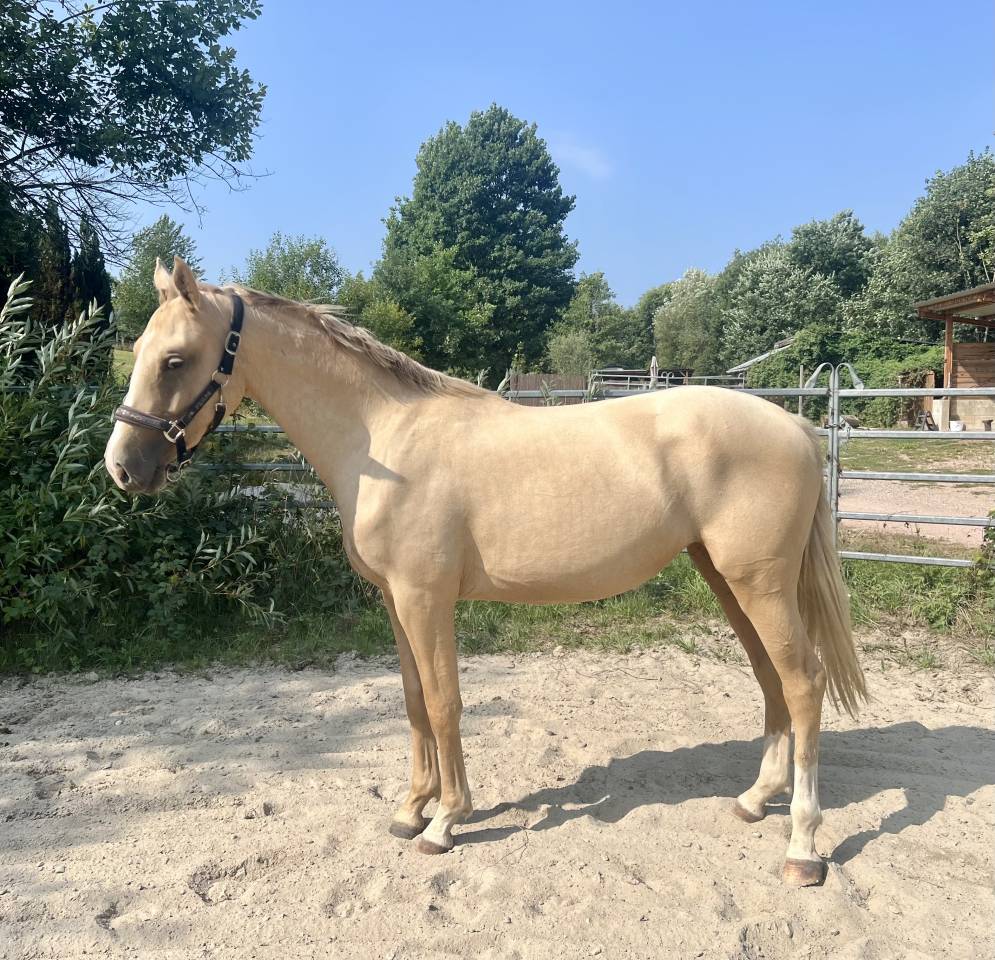 Pouliche Palomino 