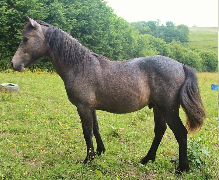 Poney connemara de 1 ans 