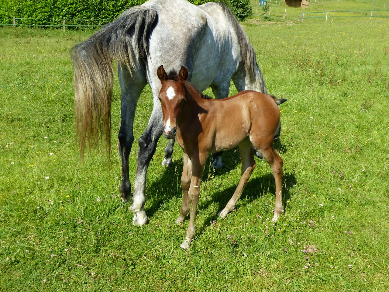 A réserver pouliche PRE PP