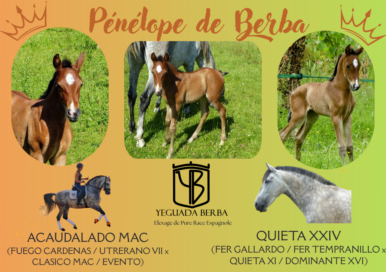 A réserver pouliche PRE PP