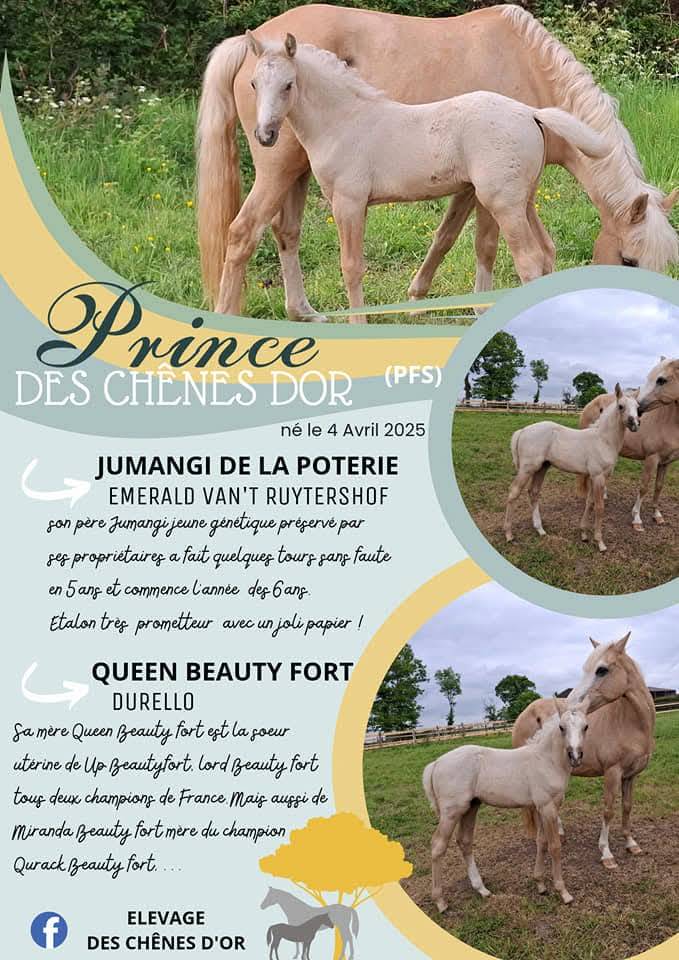 Foal pfs PRINCE DES CHÊNES DOR 