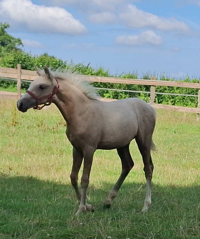 Foal pfs PRINCE DES CHÊNES DOR 
