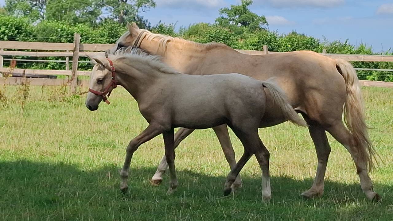 Foal pfs PRINCE DES CHÊNES DOR 