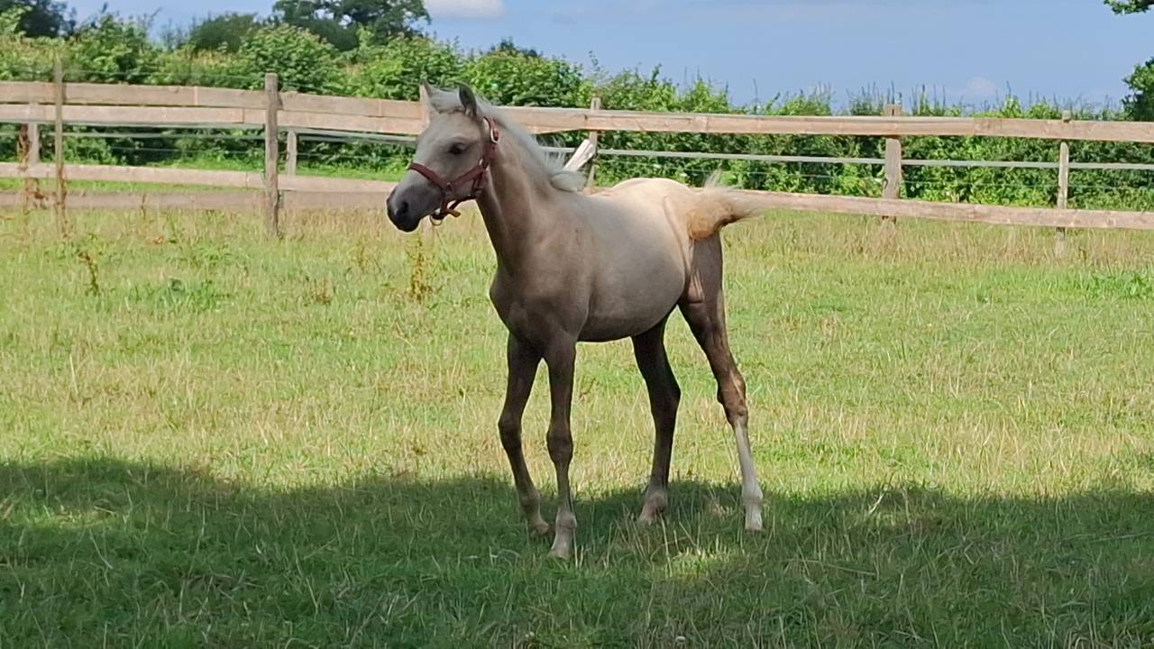 Foal pfs PRINCE DES CHÊNES DOR 