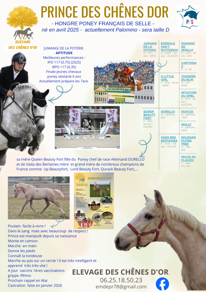 Foal pfs PRINCE DES CH&Ecirc;NES DOR 
