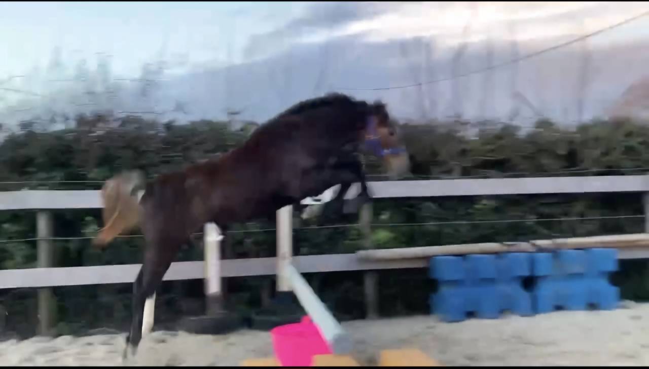 Foal pfs PRINCE DES CH&Ecirc;NES DOR 