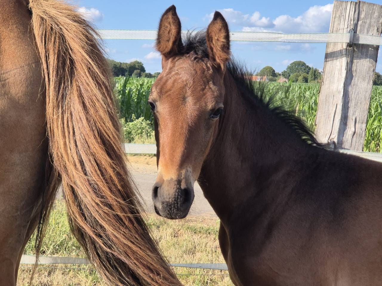 Poulain à reserver