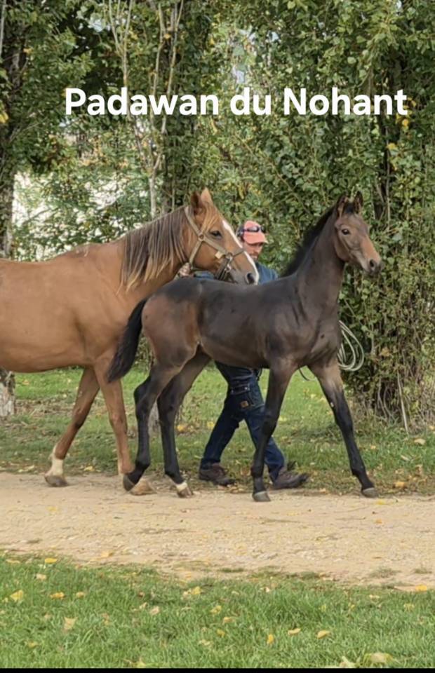 Poulain à vendre