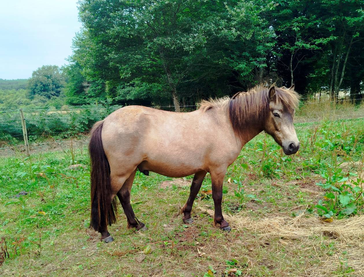Poney A origines constaté 