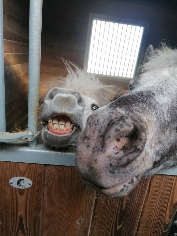 &Eacute;curie petit chevaise pr&egrave;s de Sancerre