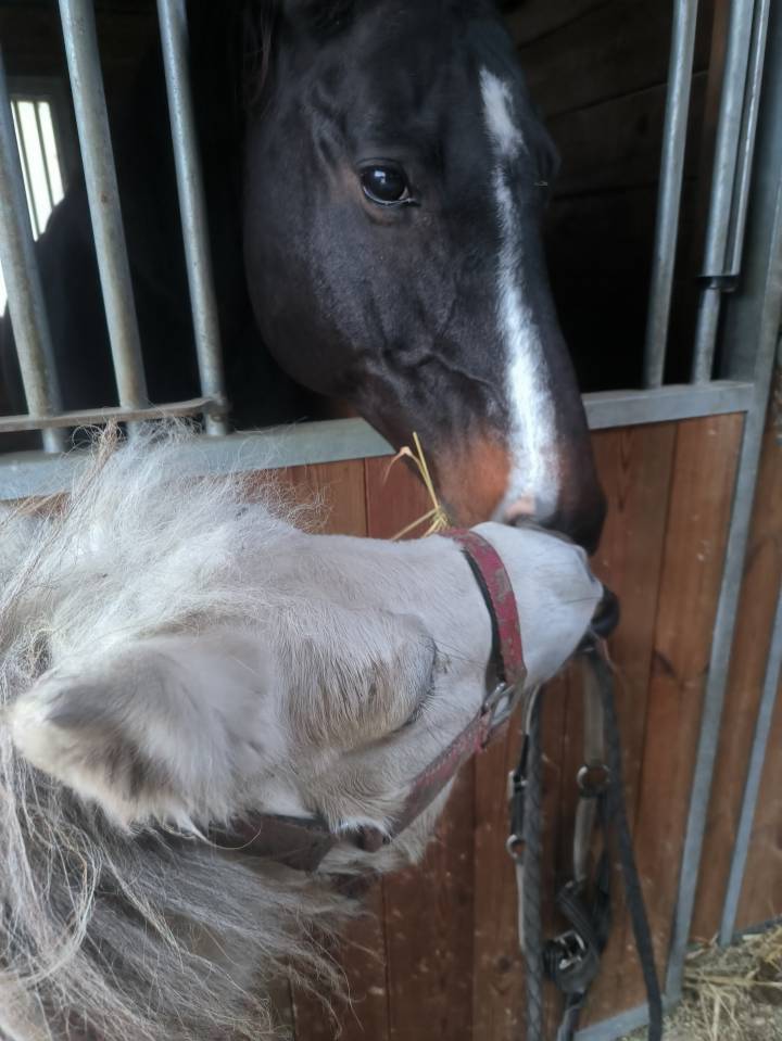 &Eacute;curie petit chevaise pr&egrave;s de Sancerre
