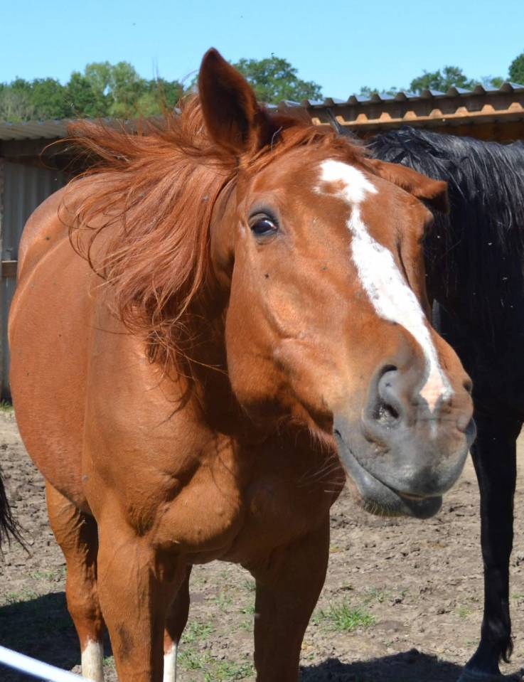 &Eacute;curie petit chevaise pr&egrave;s de Sancerre