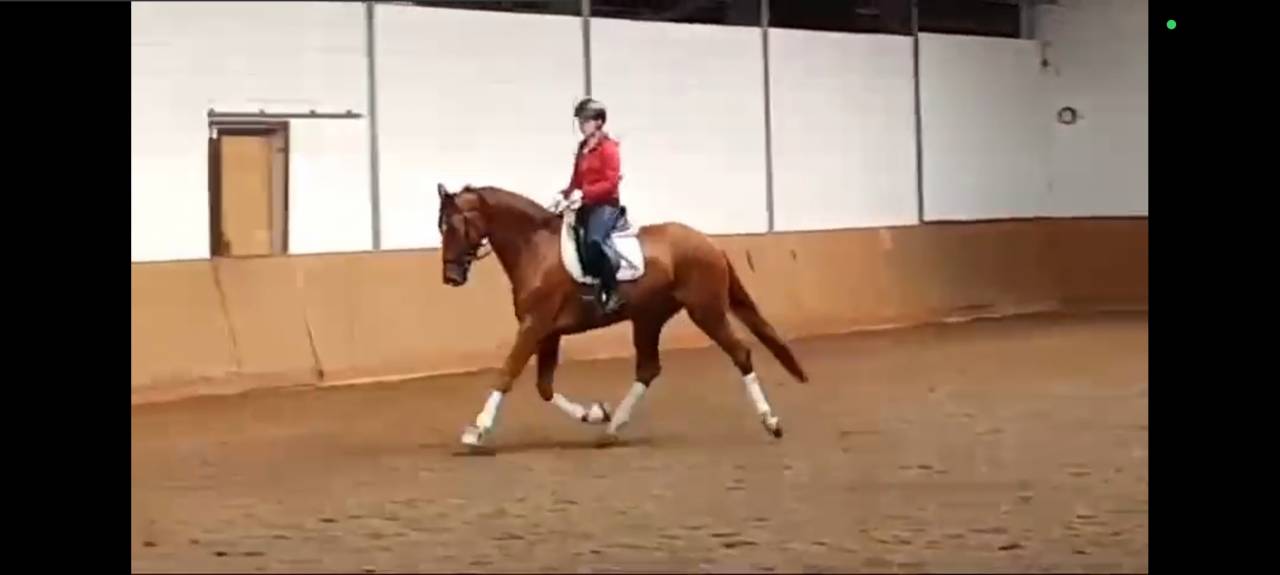 Qazim Hongre dressage Cheval de Sport Allemand 12 ans