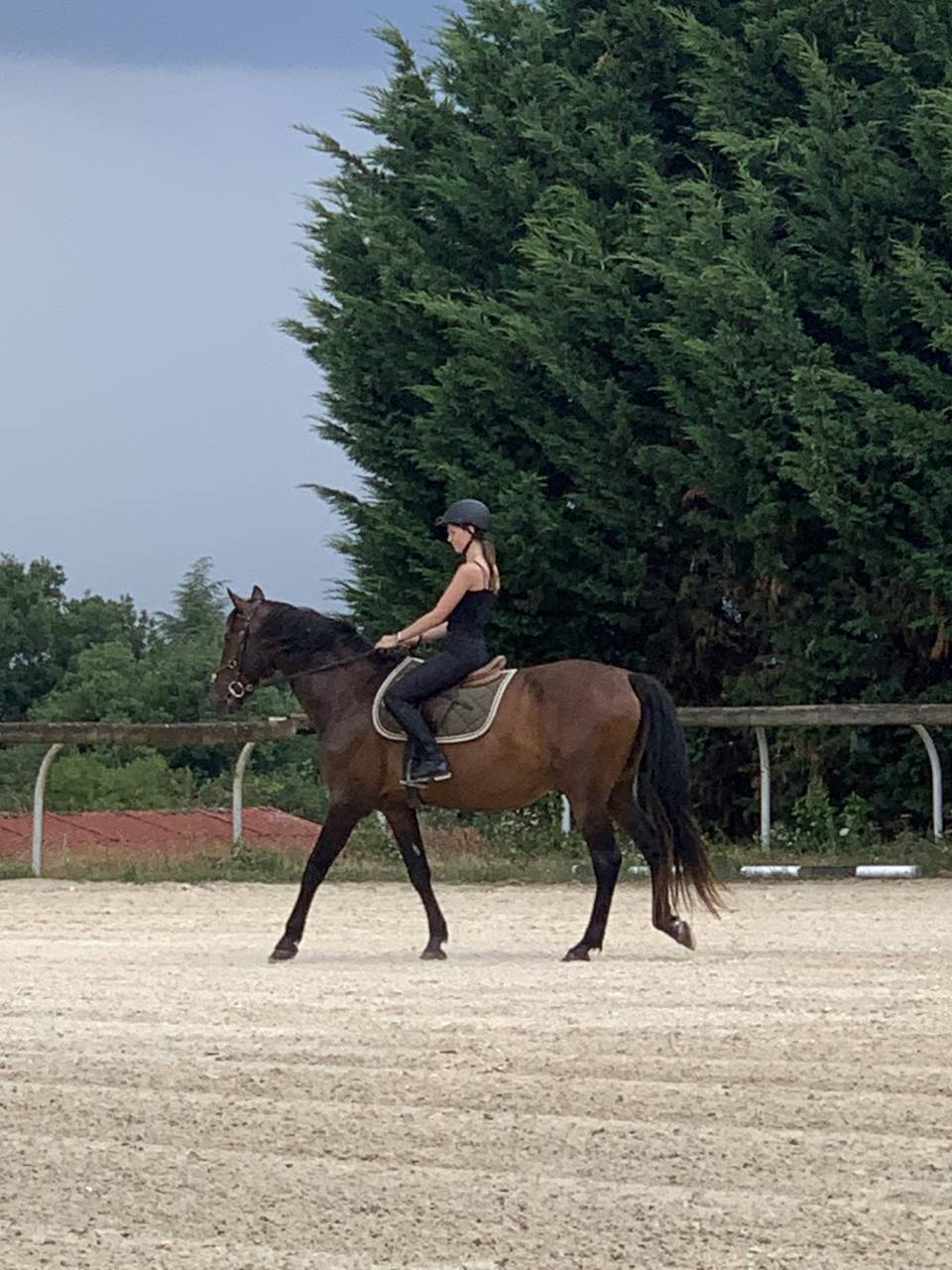 Cheval de loisirs