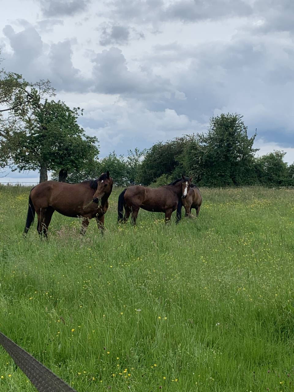 Pension pour chevaux - Domaine de la Poteli&egrave;re - Bottereaux (27)