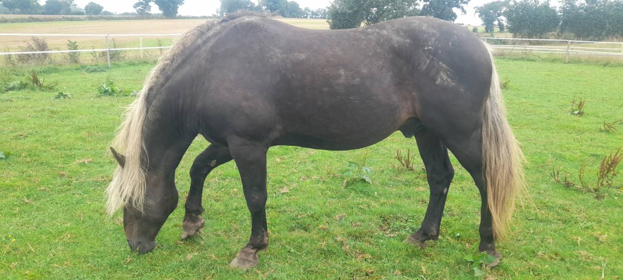 Cheval Entier OC de 11 ans