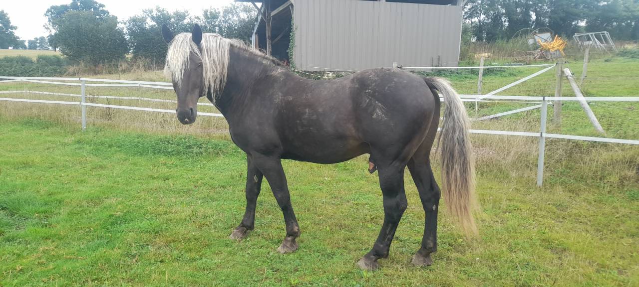 Cheval Entier OC de 11 ans