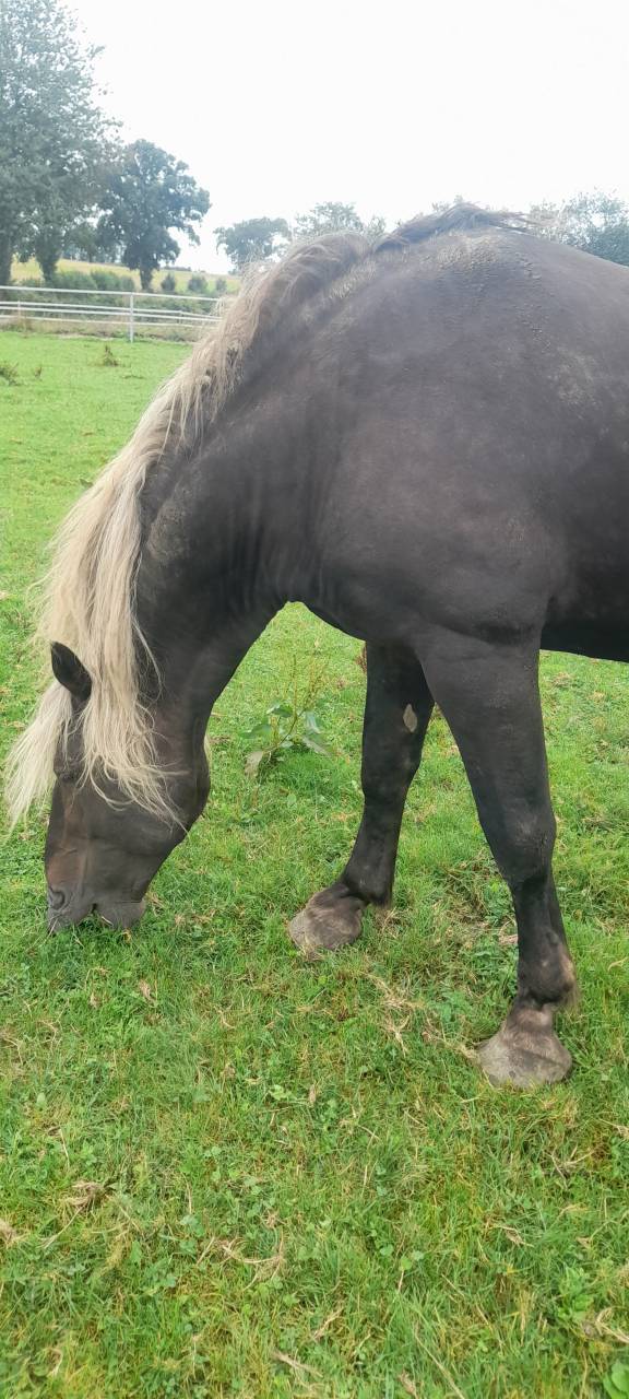 Cheval Entier OC de 11 ans