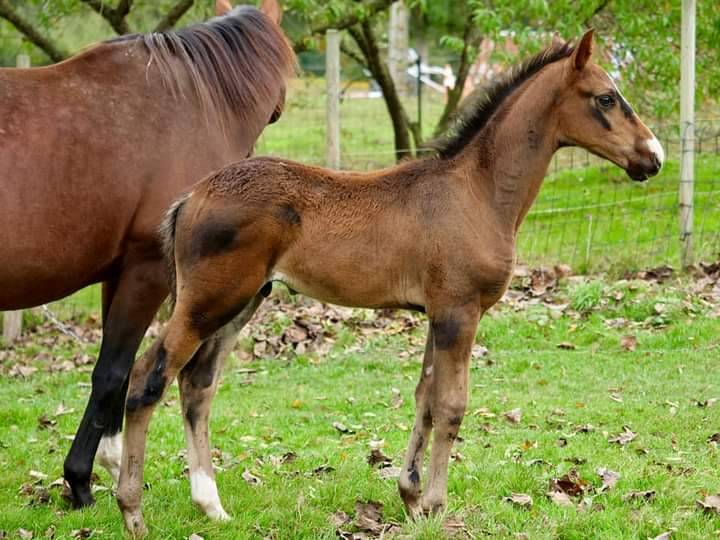 Cheval Entier OC de 11 ans