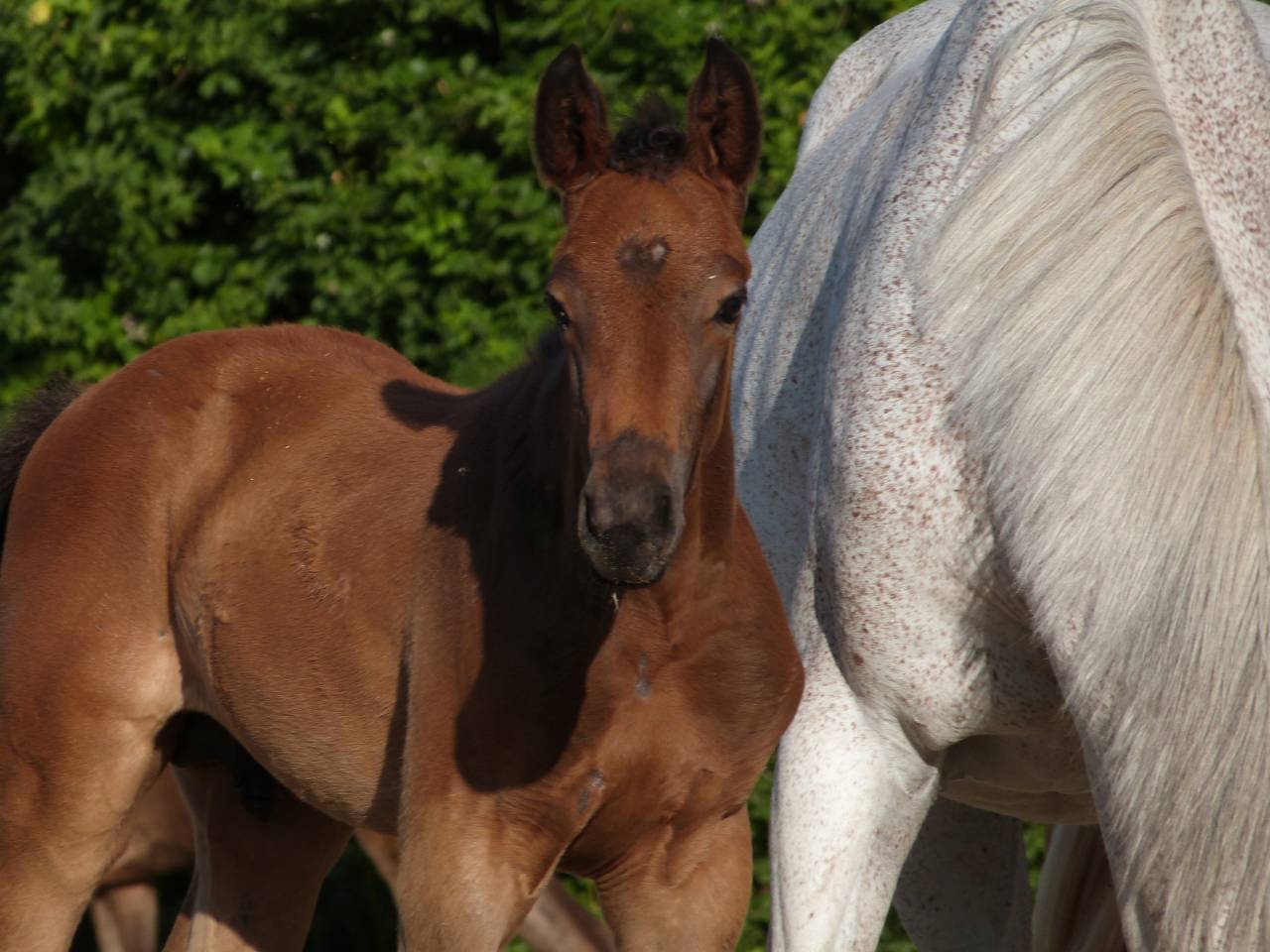Superbe foal Z petit fils directe d'une grande gagnante