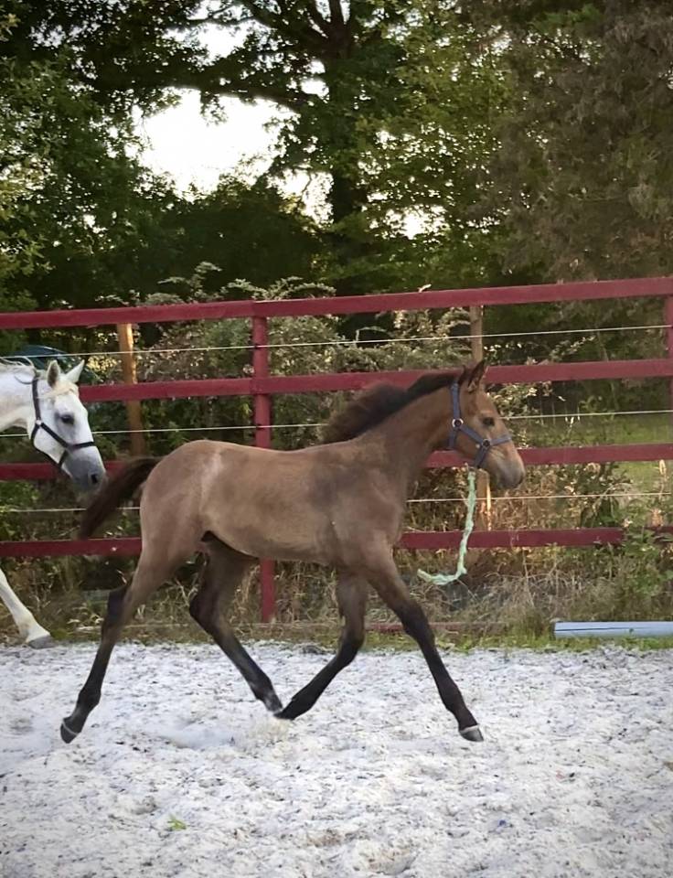 Superbe foal Z petit fils directe d'une grande gagnante