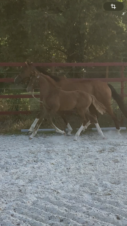 Superbe foal Qlassic BM x Clinton souche du Chateau 