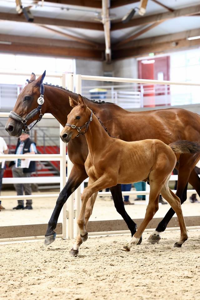 Poulain SF pour concours complet