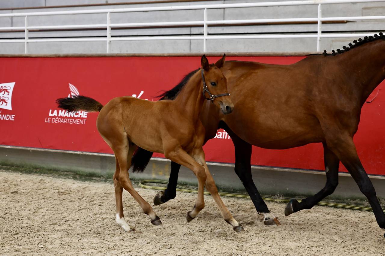 Chic poulain SF par Potter du Manaou, mère ICC 141