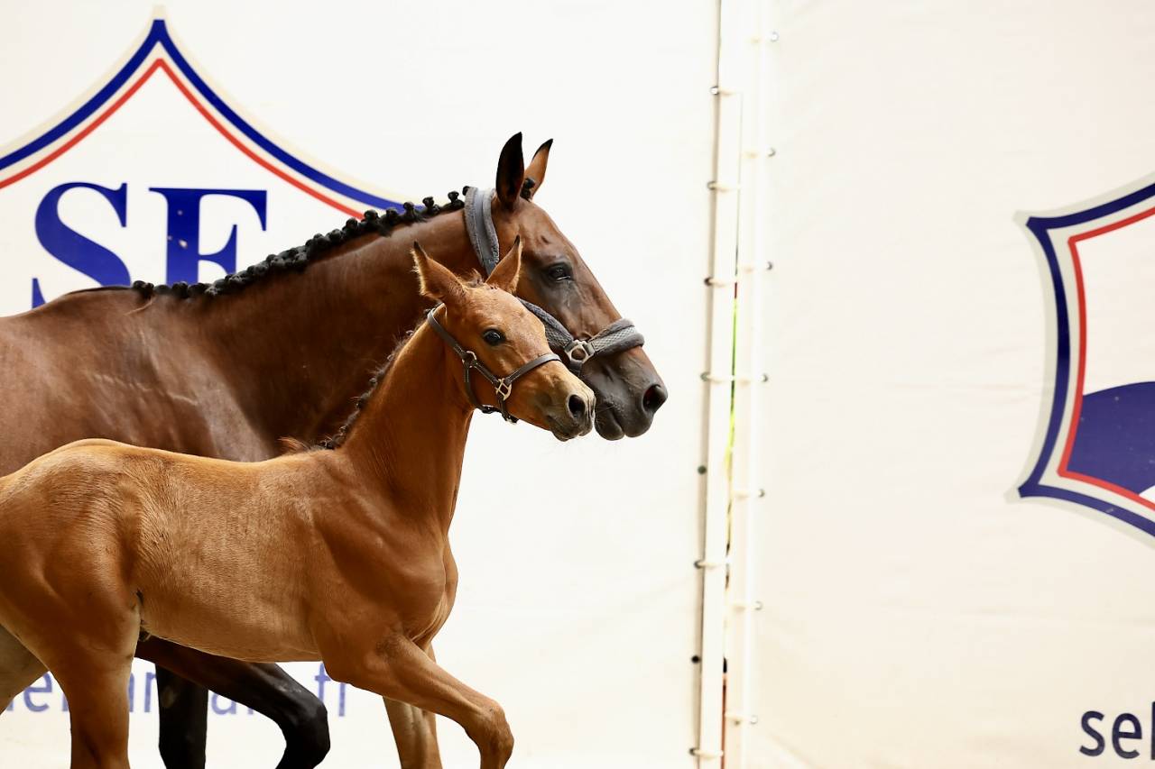 Chic poulain SF par Potter du Manaou, mère ICC 141