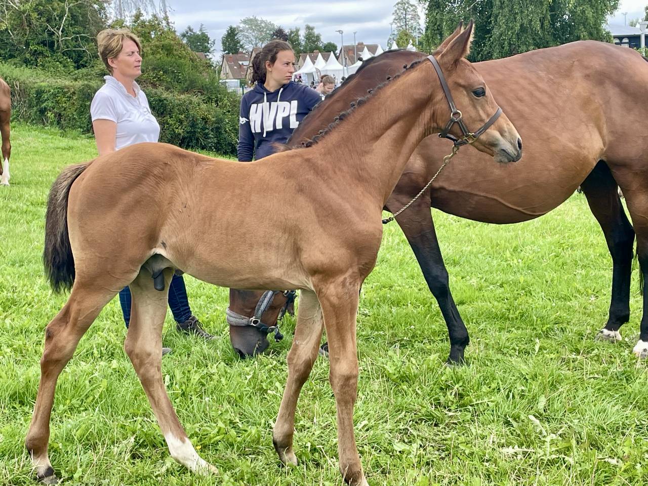 Chic poulain SF par Potter du Manaou, mère ICC 141