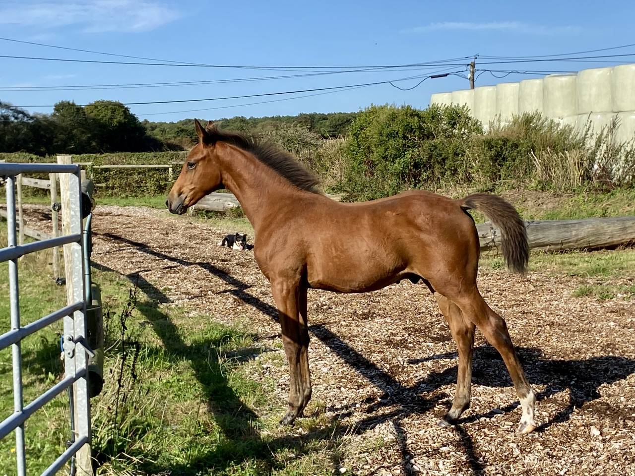 Chic poulain SF par Potter du Manaou, mère ICC 141