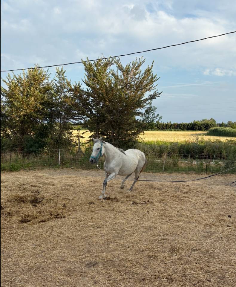 Jument pur sang Grise 