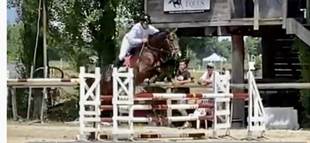 Hongre hanovrien 4 ans cce