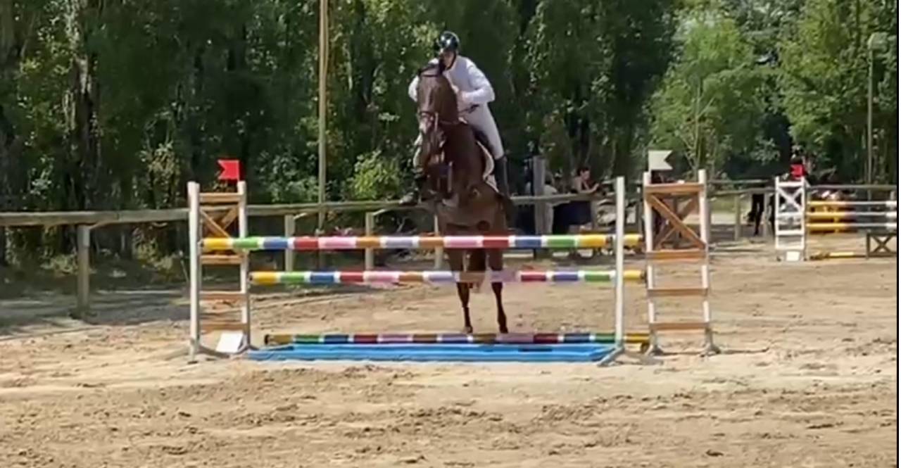 Hongre hanovrien 4 ans cce