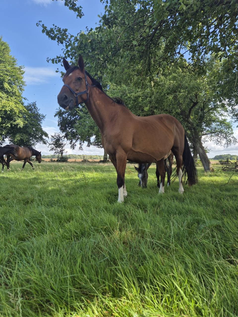 Pouliniere souche 5 etoiles 